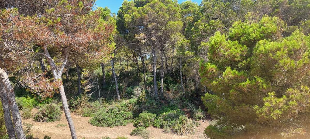 Sol Y Mar Holiday home Cala Ratjada (Mallorca)